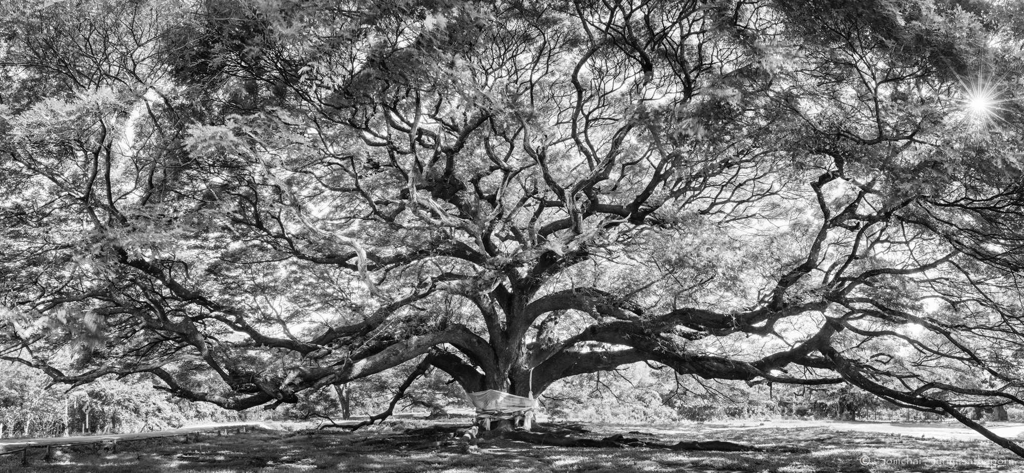 Giant Tree Sunrise