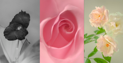 Still life Photography: FLOWER
